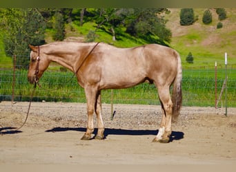American Quarter Horse, Gelding, 11 years, 15.1 hh, Palomino