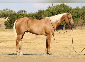 American Quarter Horse, Gelding, 11 years, 15,1 hh, Palomino