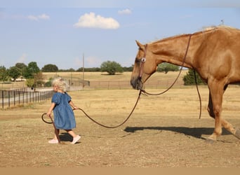 American Quarter Horse, Gelding, 11 years, 15,1 hh, Palomino