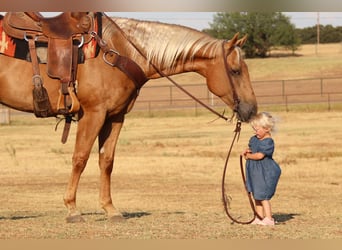 American Quarter Horse, Gelding, 11 years, 15,1 hh, Palomino