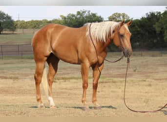 American Quarter Horse, Gelding, 11 years, 15,1 hh, Palomino