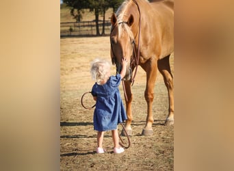 American Quarter Horse, Gelding, 11 years, 15,1 hh, Palomino