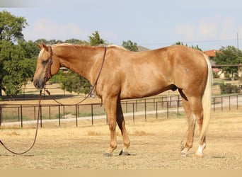 American Quarter Horse, Gelding, 11 years, 15,1 hh, Palomino