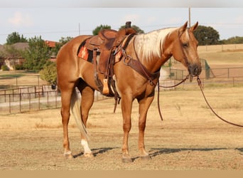 American Quarter Horse, Gelding, 11 years, 15,1 hh, Palomino