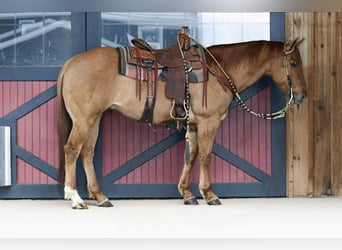 American Quarter Horse, Gelding, 11 years, 15.1 hh, Red Dun