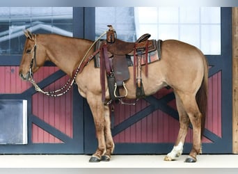 American Quarter Horse, Gelding, 11 years, 15.1 hh, Red Dun