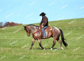 American Quarter Horse, Wallach, 11 Jahre, 15,1 hh, Roan-Bay