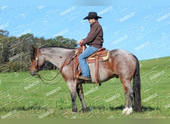 American Quarter Horse, Wallach, 11 Jahre, 15,1 hh, Roan-Bay