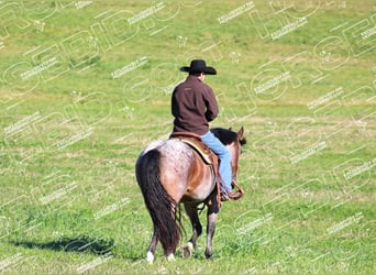 American Quarter Horse, Wallach, 11 Jahre, 15,1 hh, Roan-Bay