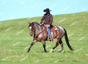 American Quarter Horse, Wallach, 11 Jahre, 15,1 hh, Roan-Bay