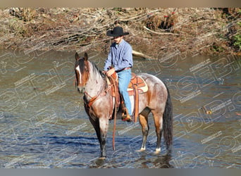 American Quarter Horse, Wallach, 11 Jahre, 15,1 hh, Roan-Bay