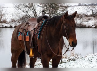 American Quarter Horse, Gelding, 11 years, 15.1 hh, Roan-Bay