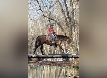 American Quarter Horse, Gelding, 11 years, 15.1 hh, Roan-Bay