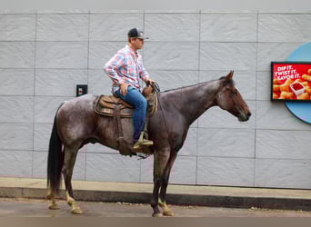 American Quarter Horse, Gelding, 11 years, 15.1 hh, Roan-Bay