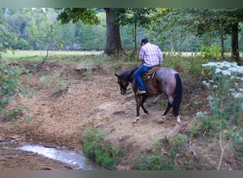 American Quarter Horse, Gelding, 11 years, 15.1 hh, Roan-Bay