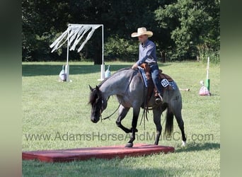 American Quarter Horse, Gelding, 11 years, 15.1 hh, Roan-Blue