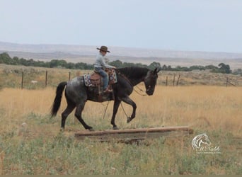 American Quarter Horse, Gelding, 11 years, 15,1 hh, Roan-Blue