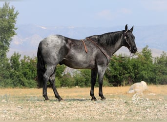 American Quarter Horse, Gelding, 11 years, 15,1 hh, Roan-Blue