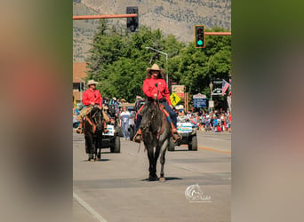 American Quarter Horse, Gelding, 11 years, 15,1 hh, Roan-Blue