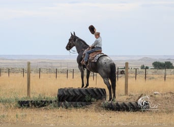 American Quarter Horse, Gelding, 11 years, 15,1 hh, Roan-Blue