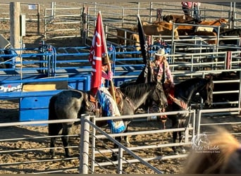 American Quarter Horse, Gelding, 11 years, 15,1 hh, Roan-Blue