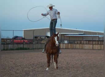American Quarter Horse, Gelding, 11 years, 15.1 hh, Sorrel