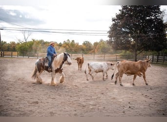 American Quarter Horse, Gelding, 11 years, 15,1 hh, Tobiano-all-colors