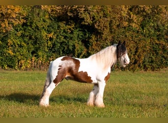 American Quarter Horse, Gelding, 11 years, 15,1 hh, Tobiano-all-colors