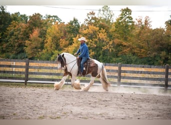 American Quarter Horse, Gelding, 11 years, 15,1 hh, Tobiano-all-colors