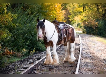 American Quarter Horse, Gelding, 11 years, 15,1 hh, Tobiano-all-colors