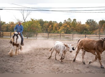 American Quarter Horse, Gelding, 11 years, 15,1 hh, Tobiano-all-colors