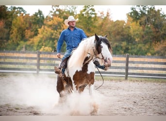 American Quarter Horse, Gelding, 11 years, 15,1 hh, Tobiano-all-colors