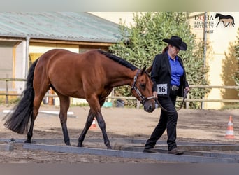 American Quarter Horse, Gelding, 11 years, 15.2 hh, Bay-Dark