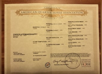 American Quarter Horse, Gelding, 11 years, 15.2 hh, Bay-Dark