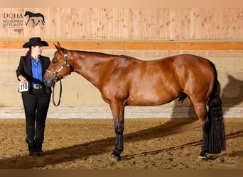 American Quarter Horse, Gelding, 11 years, 15.2 hh, Bay-Dark
