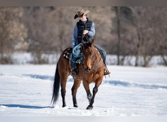 American Quarter Horse, Gelding, 11 years, 15.2 hh, Bay