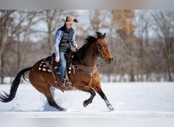 American Quarter Horse, Gelding, 11 years, 15.2 hh, Bay