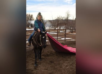 American Quarter Horse, Gelding, 11 years, 15,2 hh, Black