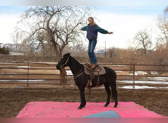 American Quarter Horse, Gelding, 11 years, 15,2 hh, Black