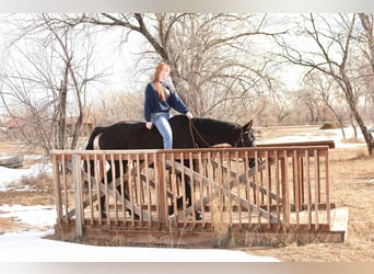 American Quarter Horse, Gelding, 11 years, 15,2 hh, Black