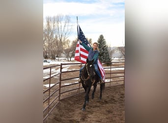 American Quarter Horse, Gelding, 11 years, 15,2 hh, Black