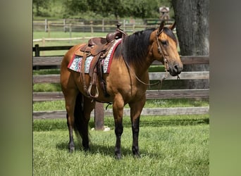 American Quarter Horse, Gelding, 11 years, 15.2 hh, Buckskin