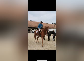 American Quarter Horse, Gelding, 11 years, 15,2 hh, Chestnut-Red