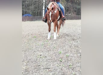 American Quarter Horse, Gelding, 11 years, 15.2 hh, Chestnut-Red