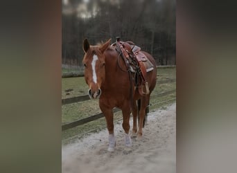 American Quarter Horse, Gelding, 11 years, 15.2 hh, Chestnut-Red