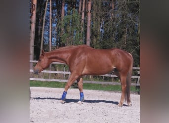 American Quarter Horse, Gelding, 11 years, 15.2 hh, Chestnut-Red