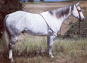 American Quarter Horse, Gelding, 11 years, 15.2 hh, Gray