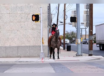 American Quarter Horse, Gelding, 11 years, 15,2 hh, Grullo