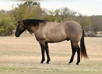 American Quarter Horse, Gelding, 11 years, 15,2 hh, Grullo