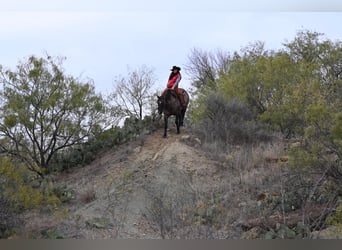 American Quarter Horse, Gelding, 11 years, 15,2 hh, Grullo